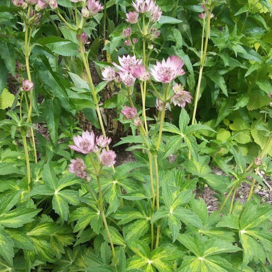 Masterpiece Masterwort (Astrantia major ‘Masterpiece’) - 1 gallon -Ship Only