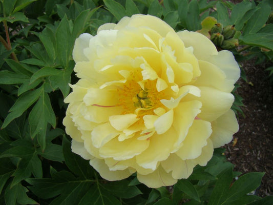 Garden Candy® Pineapple Fizz™ Itoh Peony (Paeonia 'I Pineapple Fizz') - 2 gallon -Ship Only