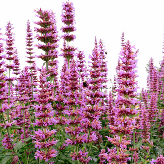 Prince’s Plume Agastache (Agastache ‘Prince’s Plume’) - 1 gallon -Ship Only