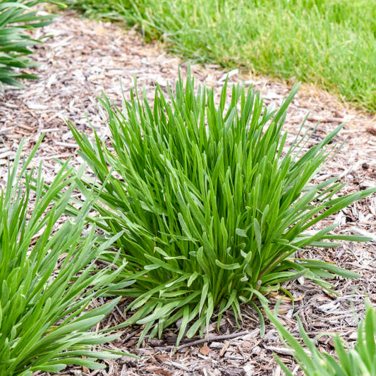 All the Buzz Ornamental Onion (Allium 'All the Buzz') - 1 gallon -Ship Only