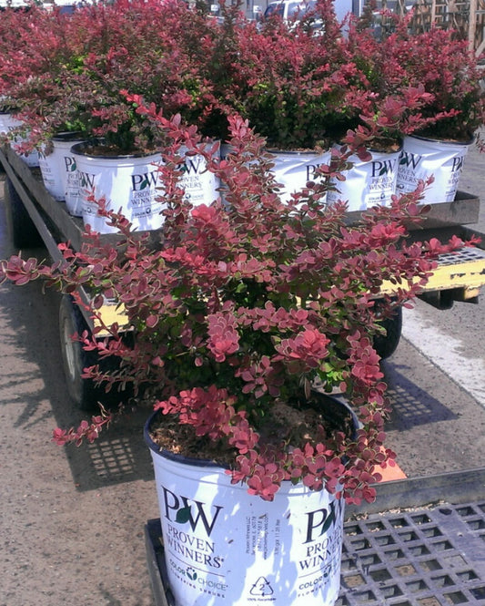 Sunjoy® Tangelo™ Barberry (Berberis thunbergii 'Sunjoy Tangelo') - QT -Ship Only