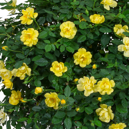 Rose Oso Easy Lemon Zest®  (Rosa 'Oso Easy Lemon Zest') - QT -Ship Only