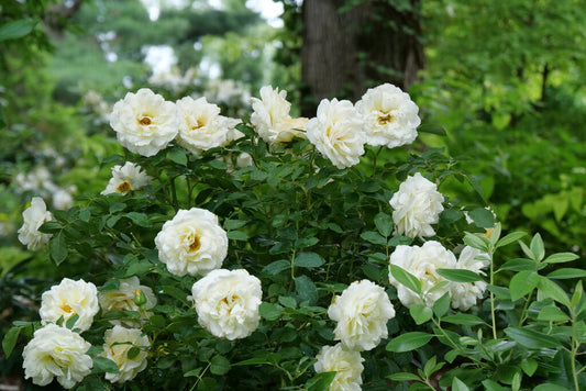 Reminiscent™ Crema Rose (Rosa reminiscent 'Crema') - QT -Ship Only