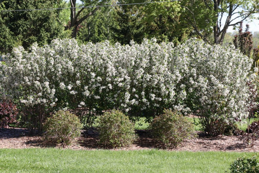 Low Scape Snowfire® Chokeberry (Aronia melanocarpa ‘Snowfire’) - QT -Ship Only