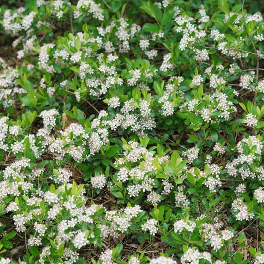 Ground Hug® Aronia melanocarpa (Aronia melanocarpa 'Groundhug') - QT -Ship Only