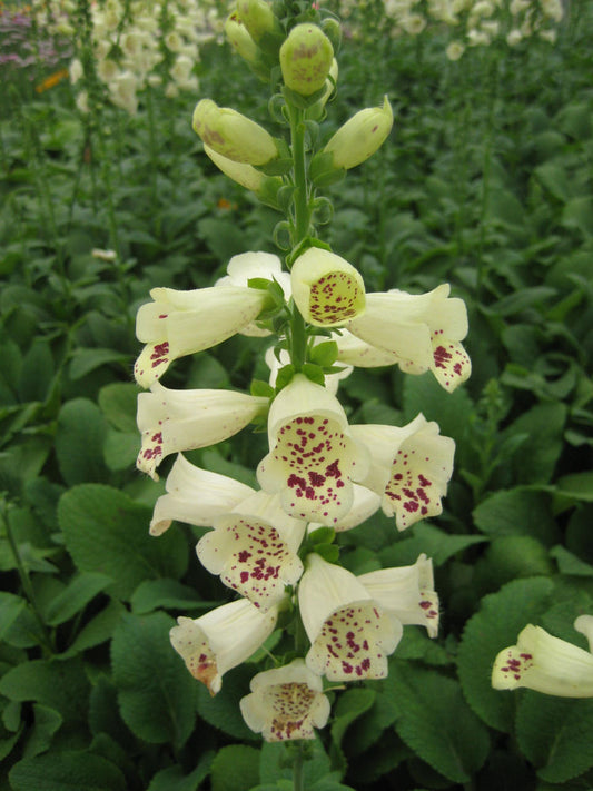 Camelot Cream Foxglove (Digitalis x 'Camelot Cream') - 1 gallon -Ship Only