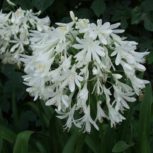 Getty White Lily of the Nile (Agapanthus africanus 'Getty White') - QT -Ship Only