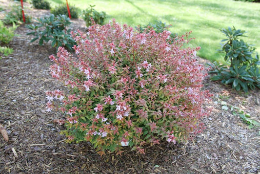 Poco Loco® Abelia (ABELIA POCO LOCO) - QT -Ship Only