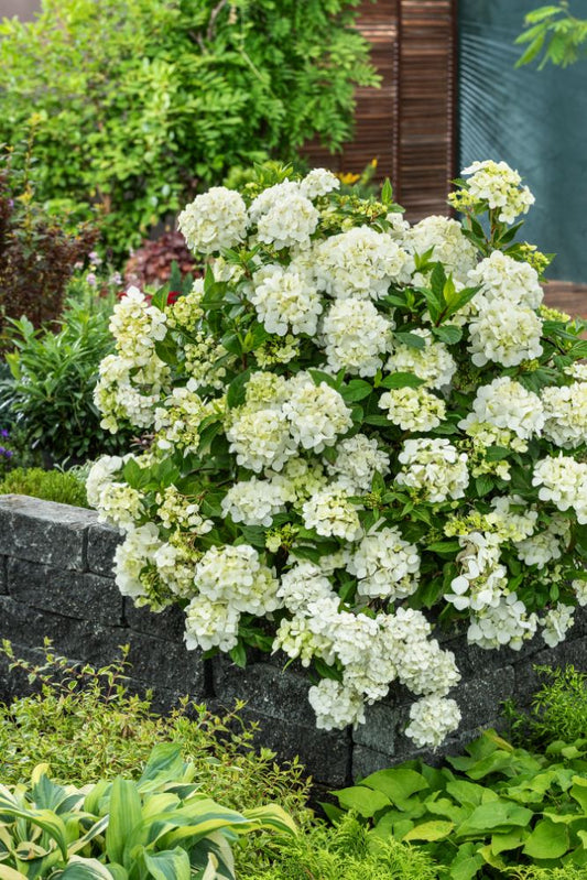 Fairytrail® White Cascade Hydrangea (Hydrangea paniculata 'Fairytrail White Cascade') - QT -Ship Only
