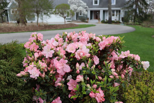 Perfecto Mundo Pink Carpet® Azalea (Rhododendron x 'Pink Carpet’ (NCRX11)) - QT -Ship Only