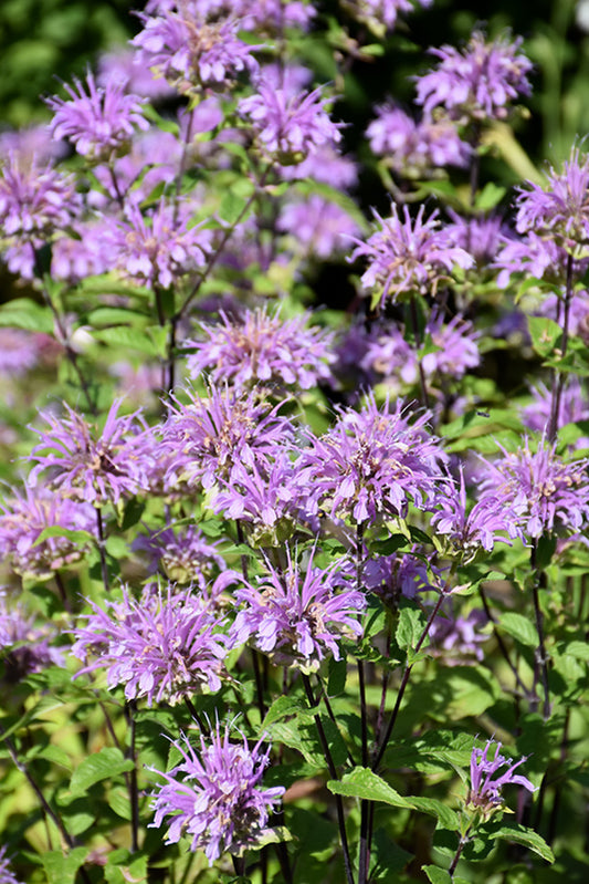 Blue Stocking Bee Balm (Monarda D 'Blue Stocking') - 1 gallon -Ship Only