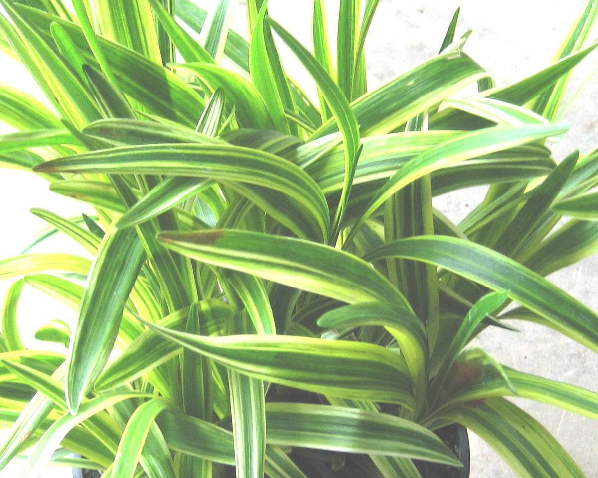 Silvery Sunproof Lily Turf (Liriope muscari 'Silvery Sunproof') - QT -Ship Only