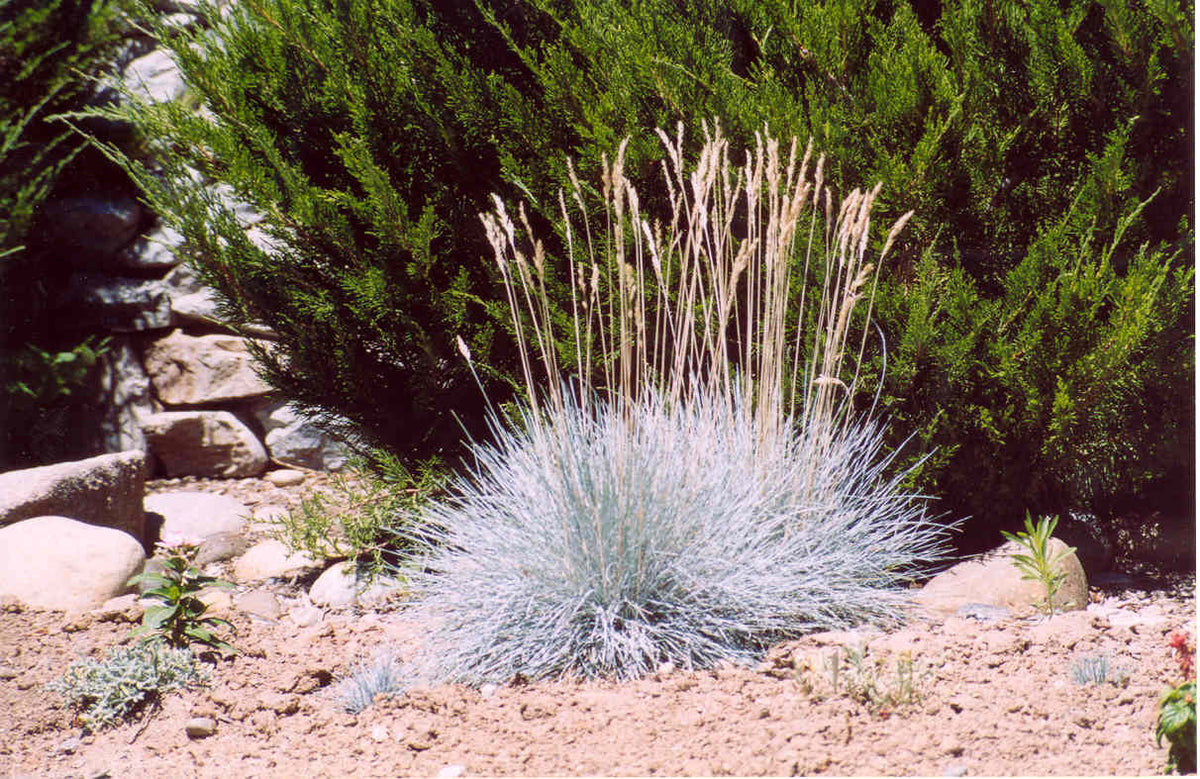 Elijah Blue Fescue Grass (Festuca glauca 'Elijah Blue') - QT -Ship Only