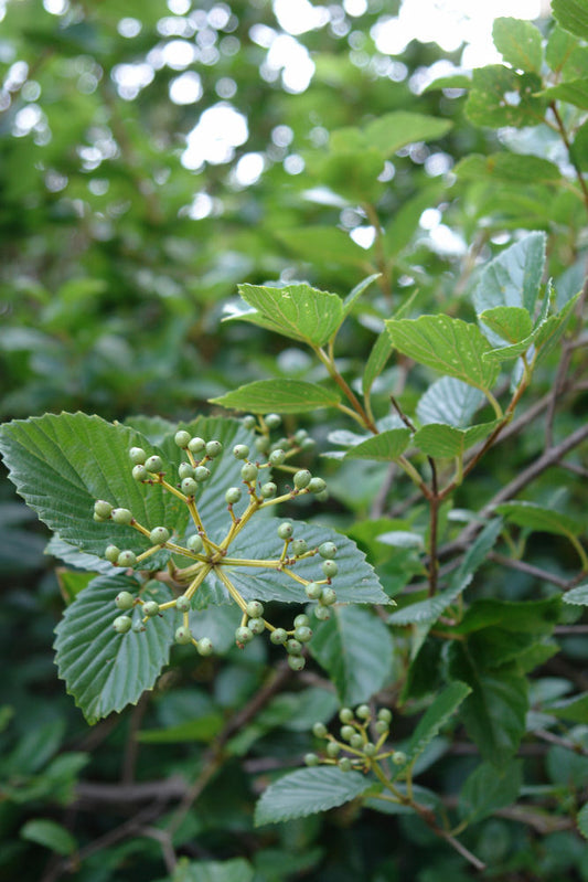 Chicago Lustre™ Viburnum (Viburnum dentatum 'Synnestvedt') - 3 gallon 24" -Ship Only