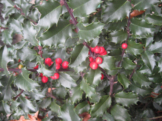 Blue Princess™ Holly (Ilex x meserveae 'Blue Princess') - 3 gallon 15" -Ship Only