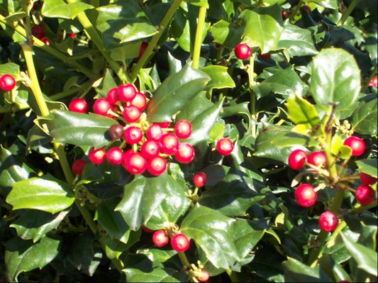 China Dynasty (China Boy/China Girl) Holly (Ilex x mes. 'China Dynasty') - 3 gallon 15" -Ship Only