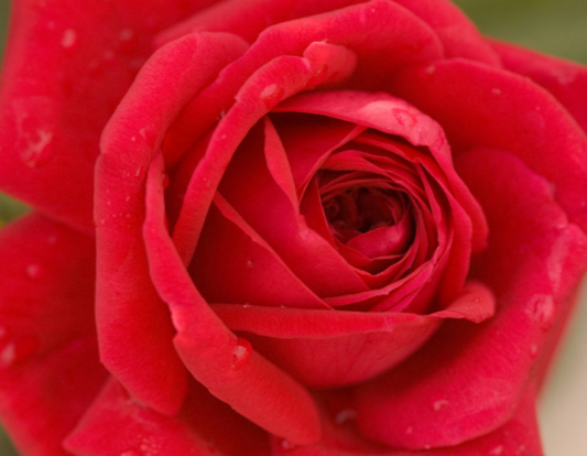 Kashmir Rose (Rosa E.E 'Kashmir') - 2 gallon -Ship Only