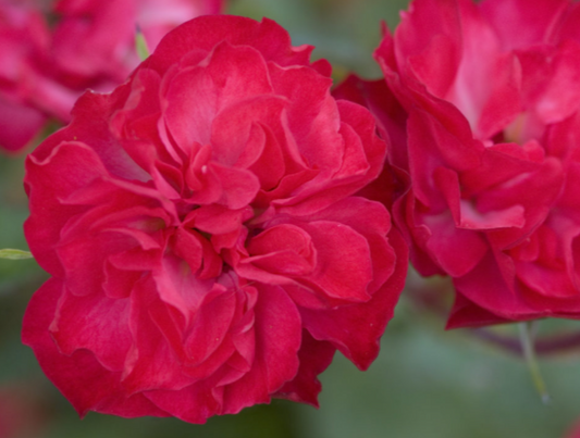 Mystic Fairy® Rose (Rosa E.E 'Mystic Fairy') - 2 gallon -Ship Only