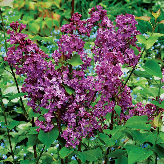 Pocahontas Lilac (Syringa x hyacin. 'Pocahontas') - 3 gallon 24" -Ship Only