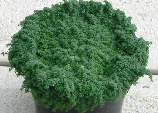 Creeping Thyme 'Elfin' (Thymus serpyllum 'Elfin') - 1 gallon -Ship Only