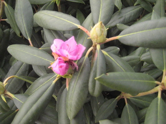 Roseum Elegans Rhododendron (Rhododendron roseum 'Roseum Elegans') - 3 gallon 15" -Ship Only