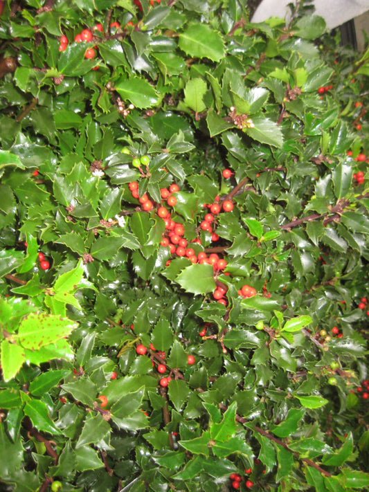 Royal Family (Blue Prince/Blue Princess) Holly (Ilex x meserveae 'Royal Family') - 3 gallon 15" -Ship Only