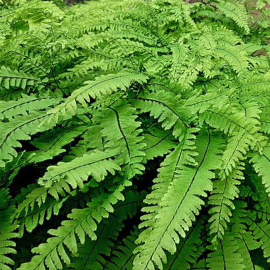 Five Finger Maidenhair Fern (Adiantum 'Five Finger Maidenhair') - 1 gallon -Ship Only