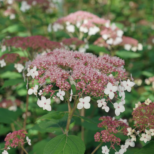 Hydrangea Pinky Pollen Ring™ (Hydrangea arborescens 'Pinky Pollen Ring') - 3 gallon -Ship Only