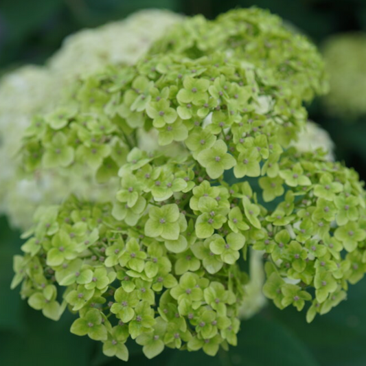 Invincibelle Sublime™ Smooth hydrangea (Hydrangea arborescens 'Invincble Sublime') - 3 gallon -Ship Only