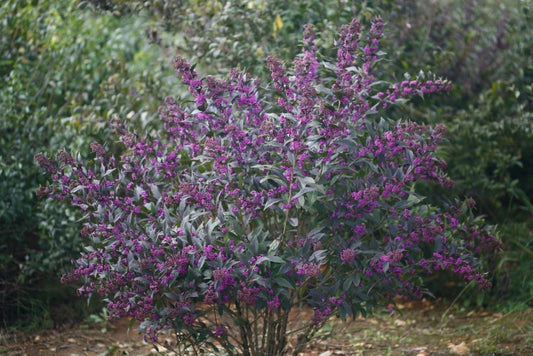 Pearl Glam® Beautyberry (Callicarpa x Pearl Glam®) - QT -Ship Only