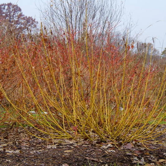 Red-Osier Dogwood (Cornus stolonifera 'Arctic Fire Yellow') - QT -Ship Only
