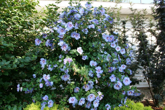 Azurri Blue Satin® Hibiscus ( Hibiscus syriacus ‘Azurri Blue Satin’) - QT -Ship Only
