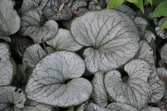 Silver Heart Siberian Bugloss (Brunnera macrophylla 'Silver Heart') - 1 gallon -Ship Only