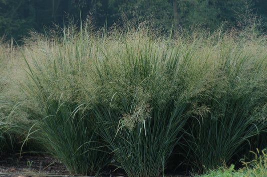 Northwind Switch Grass (Panicum virgatum 'Northwind') - 2 gallon -Ship Only