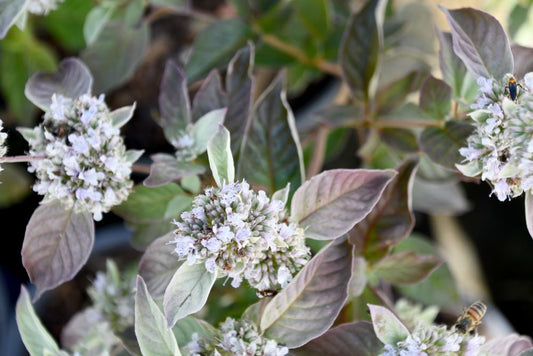 Smokey Mountain Mint (Pycnanthemum x 'Smokey Mountain Mint') - 1 gallon -Ship Only