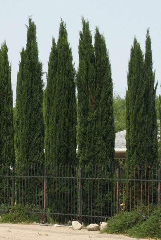 Italian Cypress (Cupressus sempervirens) - 1 gallon -Ship Only