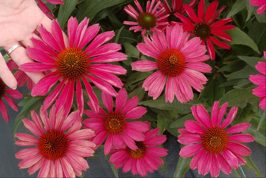 KISMET™ Raspberry Coneflower (Echinacea purpurea 'Kims Knee High') - half gallon -Ship Only