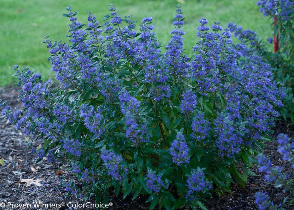 Beyond Midnight® Bluebeard (CARYOPTERIS BEYOND MIDNIGHT) - QT -Ship Only