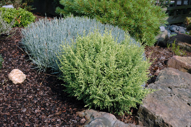 ‘Cream Ball’ Sawara False Cypress (Chamaecyparis pisifera ‘Cream Ball’) - QT -Ship Only