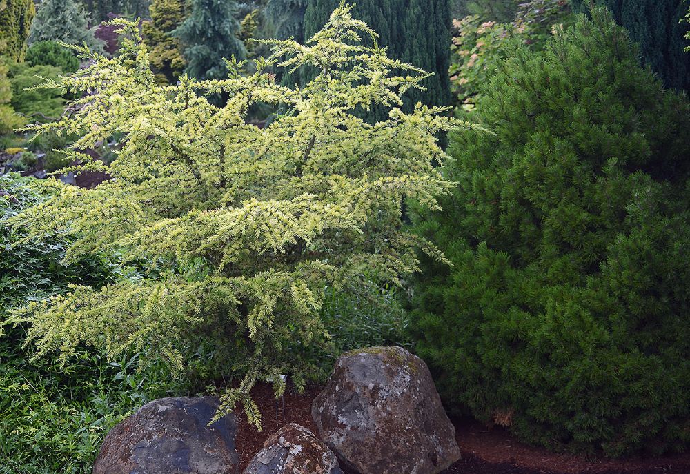 ‘Sahara Ice’ Atlas Cedar (Cedrus atlantica ‘Sahara Ice’) - 1 gallon -Ship Only