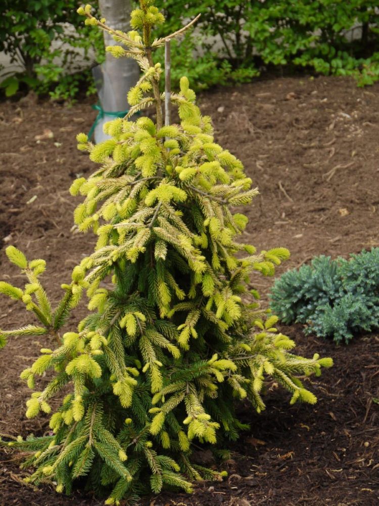 Gold Drift Weeping Norway Spruce (Picea abies 'Pendula Gold Drift') - 1 gallon -Ship Only