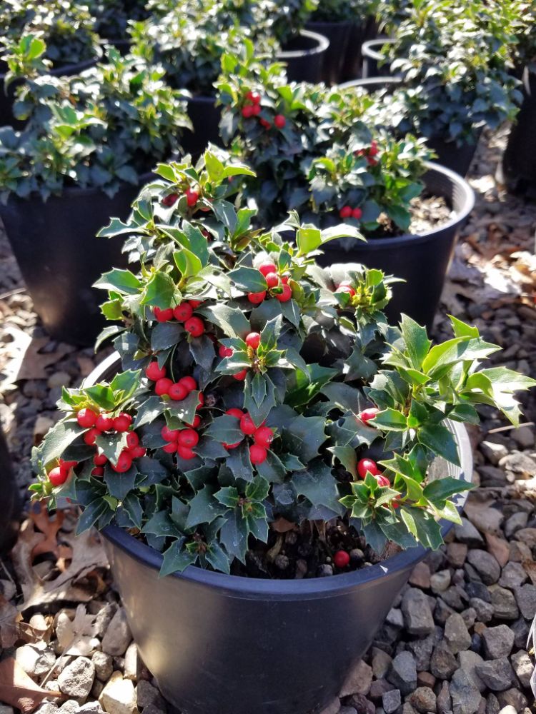 ‘Rock Garden’ Holly (Ilex x ‘Rock Garden’) - QT -Ship Only