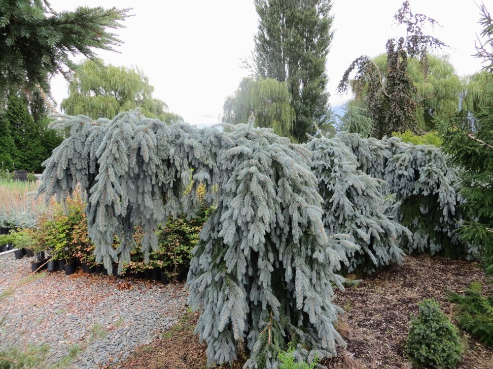 ‘The Blues’ Weeping Colorado Blue Spruce (Picea pungens 'The Blues' ) - 1 gallon -Ship Only