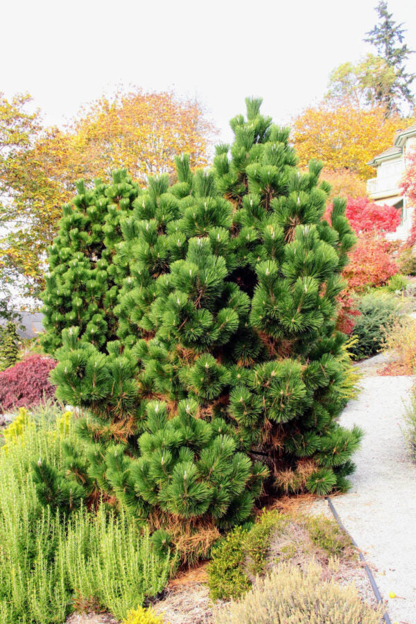 Thunderhead Japanese Black Pine (Pinus thunbergii 'Thunderhead') - 1 gallon -Ship Only