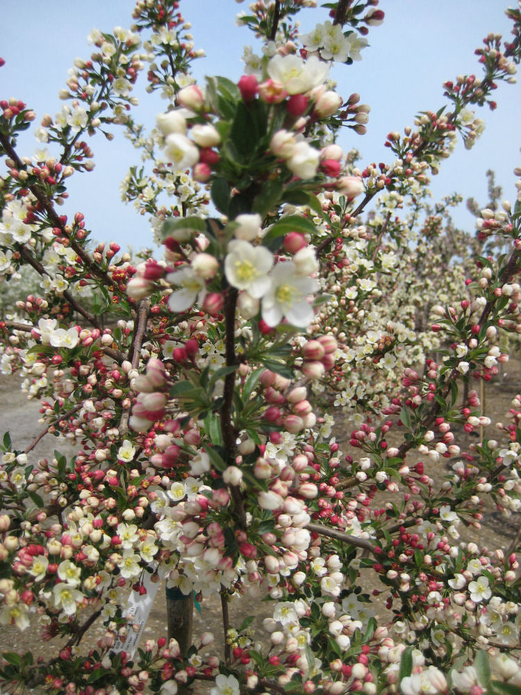 Sargent ‘Tina’ Crabapple (Malus sargentii 'Tina') - 2 gallon TREE -Ship Only