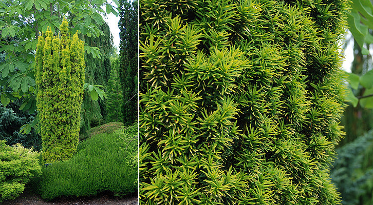 ‘Standishii’ English Yew (Taxus baccata 'Standishii') - QT -Ship Only