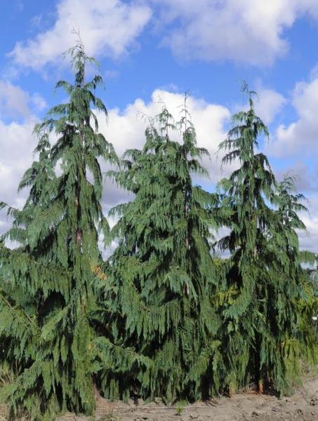 Weeping Blue Alaskan Cedar (Chamaecyparis nootkatensis 'Glauca Pendula’) - 2 gallon -Ship Only