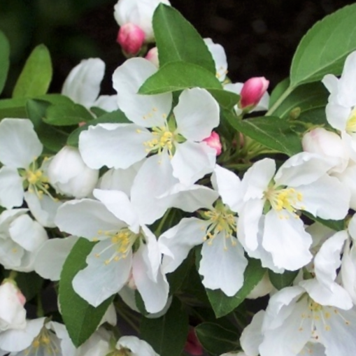 Donald Wyman Crabapple (Malus ‘Donald Wyman’) - 2 gallon -Ship Only