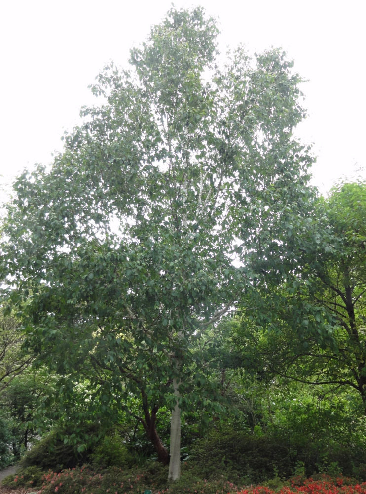 Whitebarked Himalayan Birch (Betula utilis var. jacquemontii) - 2 gallon SS -Ship Only