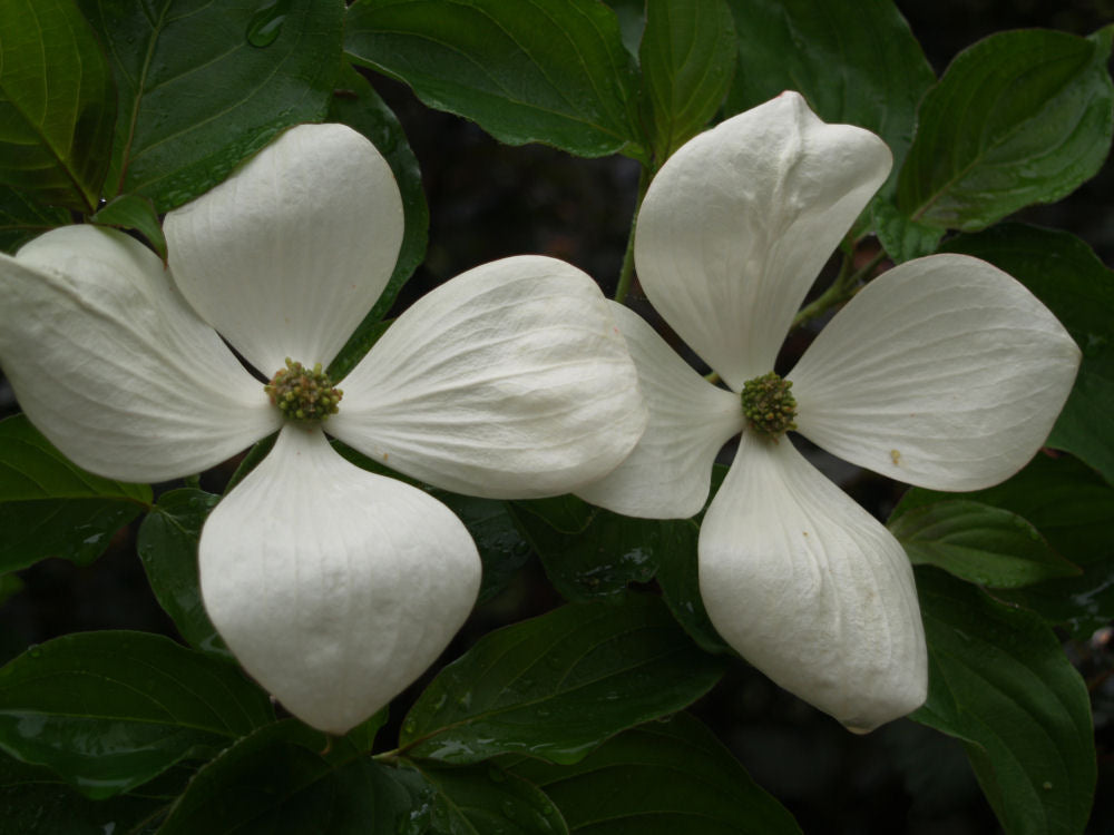 Venus® Dogwood (Cornus x 'KN30-8') - 2 gallon 3' TREE -Ship Only